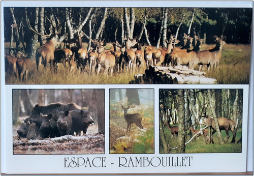 Espace Rambouillet - Cerf - sangliers 015 V