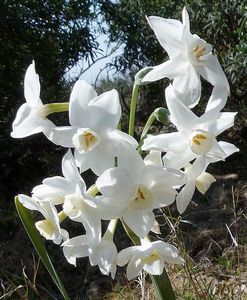 fleurs de 5 à 20 en ombelle