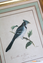 GEAI-BLEU-CANADA-1-muluBrok