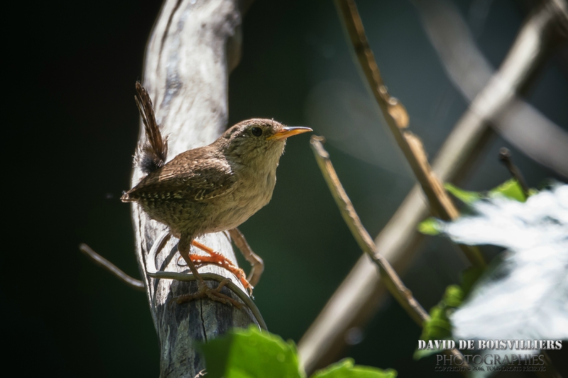 Troglodyte mignon (Troglodytes troglodytes - Eurasian Wren)