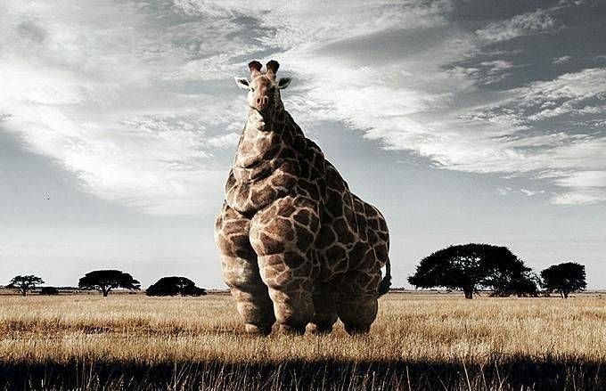 girafe