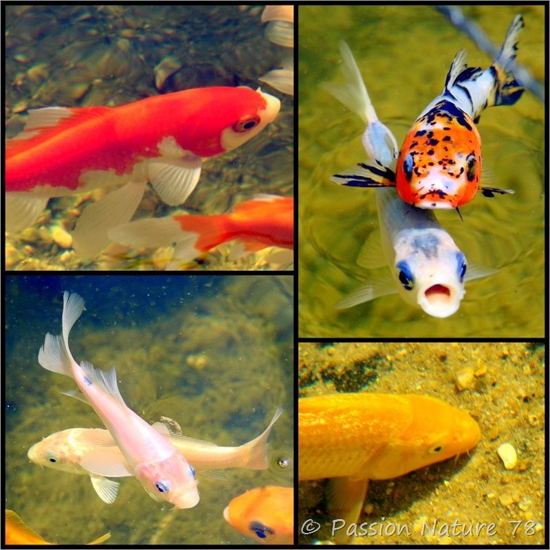 Les poissons de mon bassin (11)
