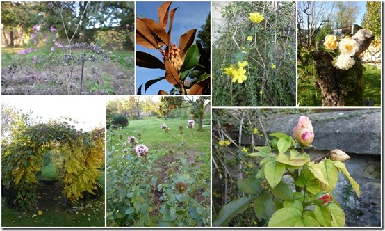 jardin 7 novembre 20201