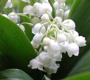 muguet12um