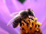 abeille-jpg