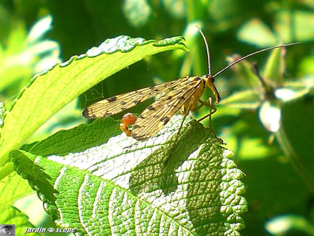 Mouche-scorpion • Panorpa communis