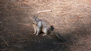 california_ground_squirrel