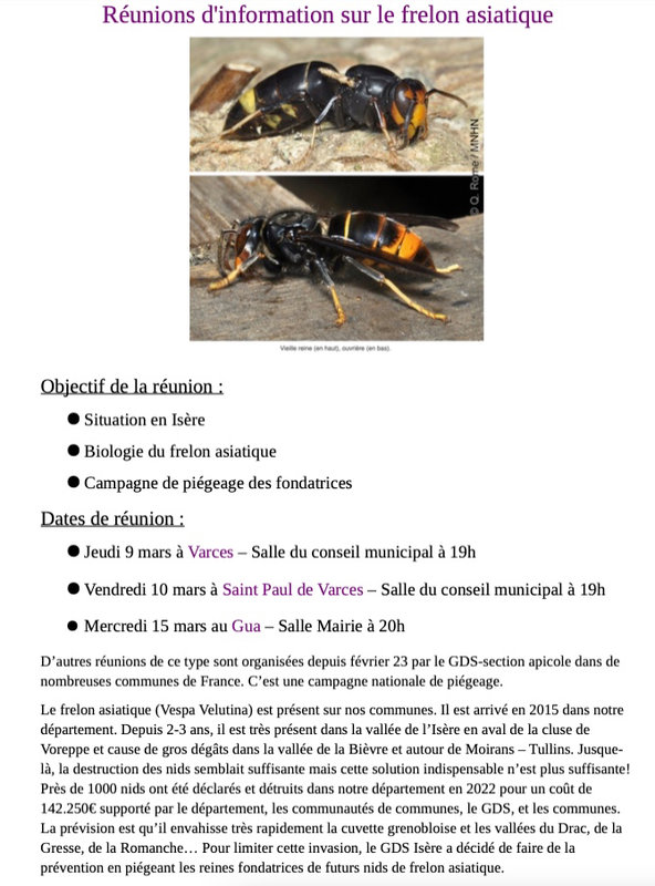 Frelon Asiatique