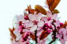 pink-blossom-flowers-on-a-branch-1394798343kVf