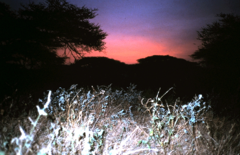 amboseli paysage q
