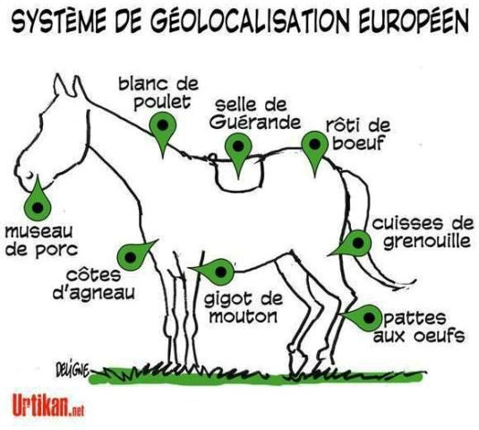 Cheval roumain_Mle européen totalement OGM