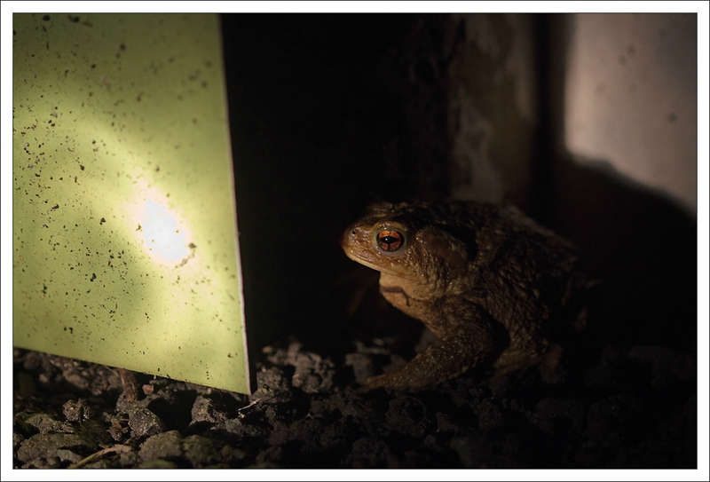 ville crapaud cache QM 170314