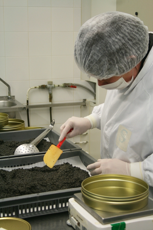 Caviar sturia 1 - Minouchka 4