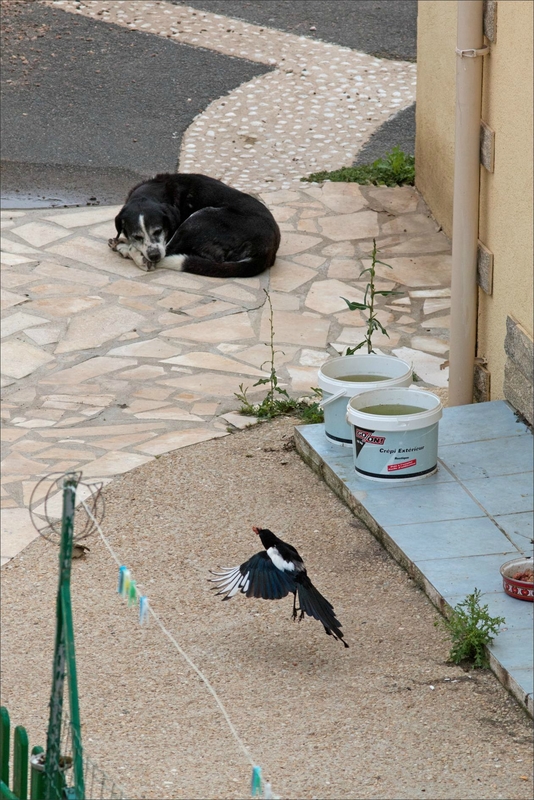 ville gamelle chiens oiseaux 020717 17