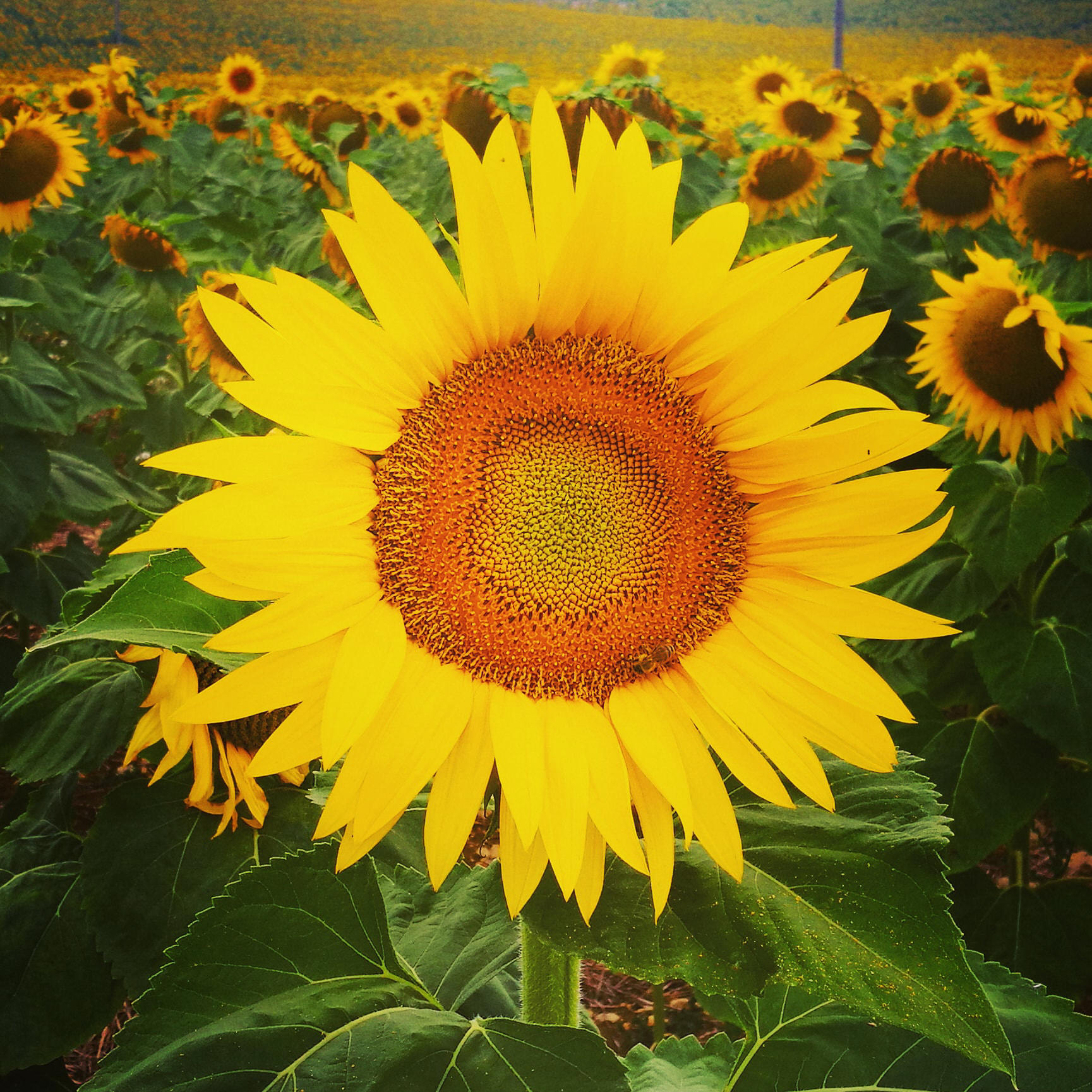 Balleray, tournesol affirmé 2020, insta (58)