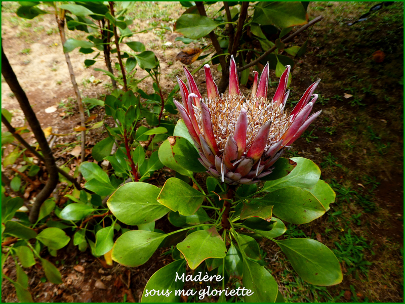 protea