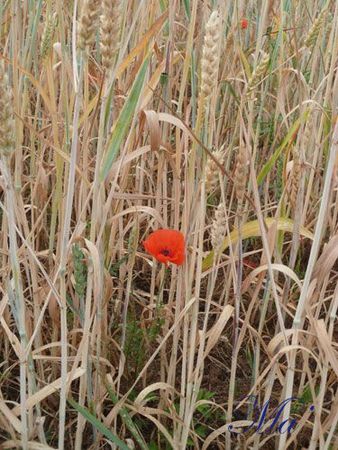 coquelicot_ble_110603