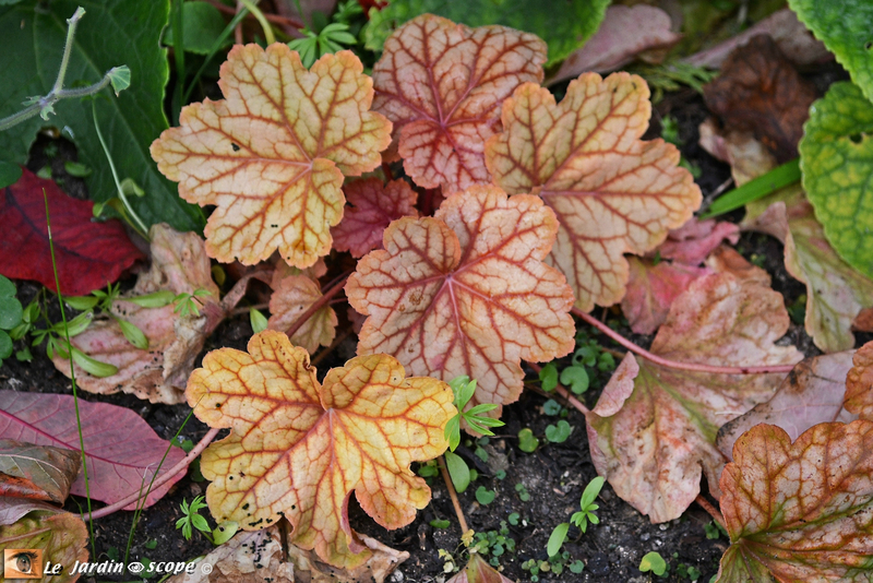 Heuchère Paprika
