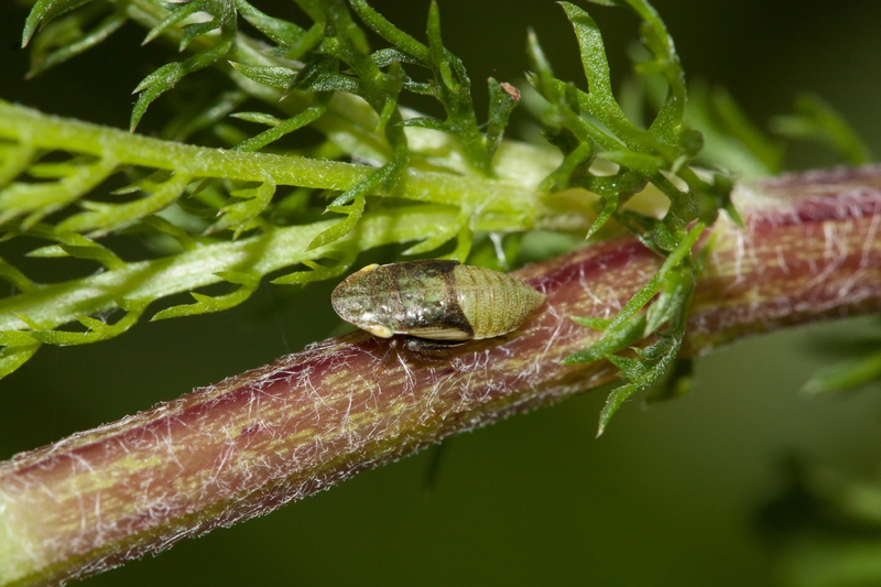 Aphrodes makarovi_larve