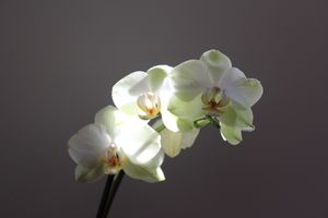 orchidees_lumiere (1)