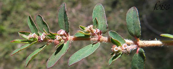 involucre et fruits velus