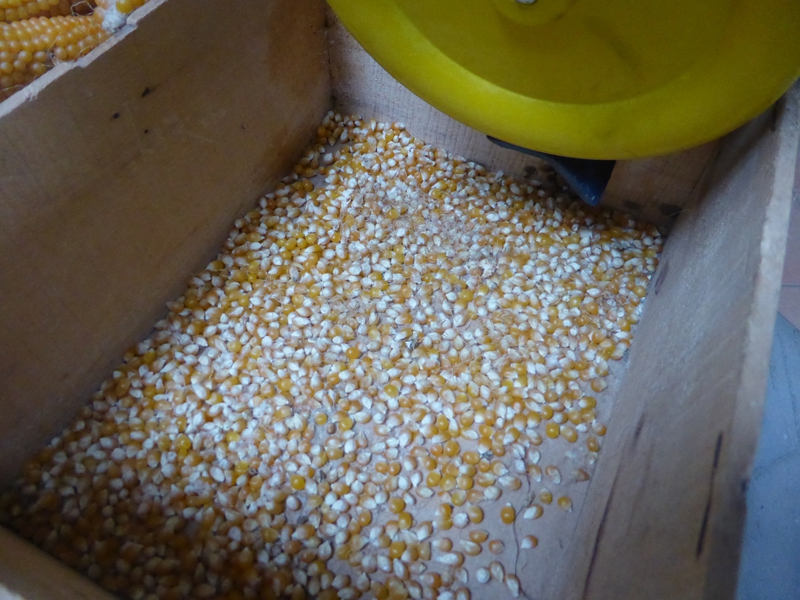 15-maïs pop corn (7)