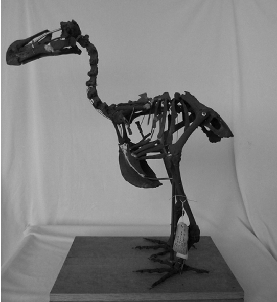 Squelette de Dronte à Bruxelles - Collection IRSNB IG 11714