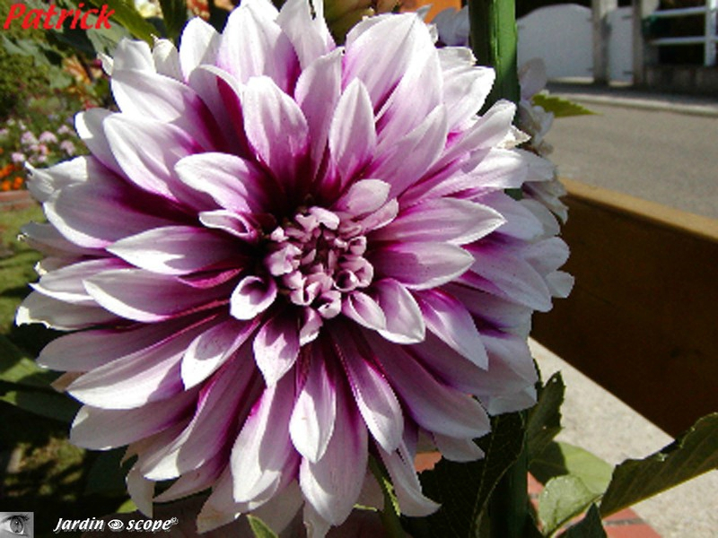 Dahlia Deuil du Roi Albert