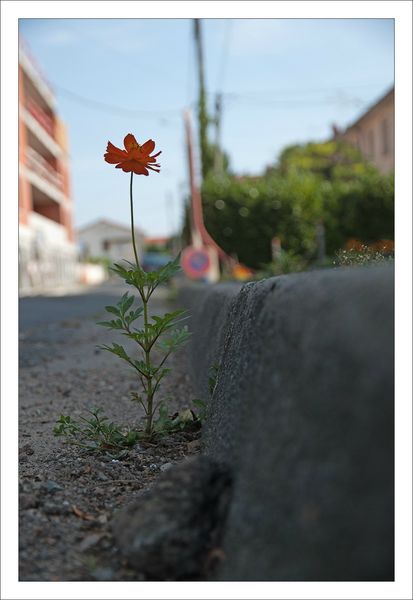 ville fleur orange cosmos rue 170713