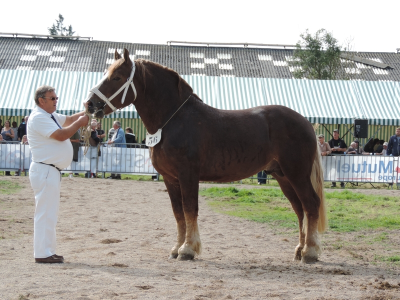 Elite de Vief - 23 Septembre 2017 - Concours des Etalons - Samer (62) - 2e (3 ans - Grandes Tailles) Etalon agréé