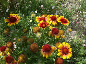 gaillardes