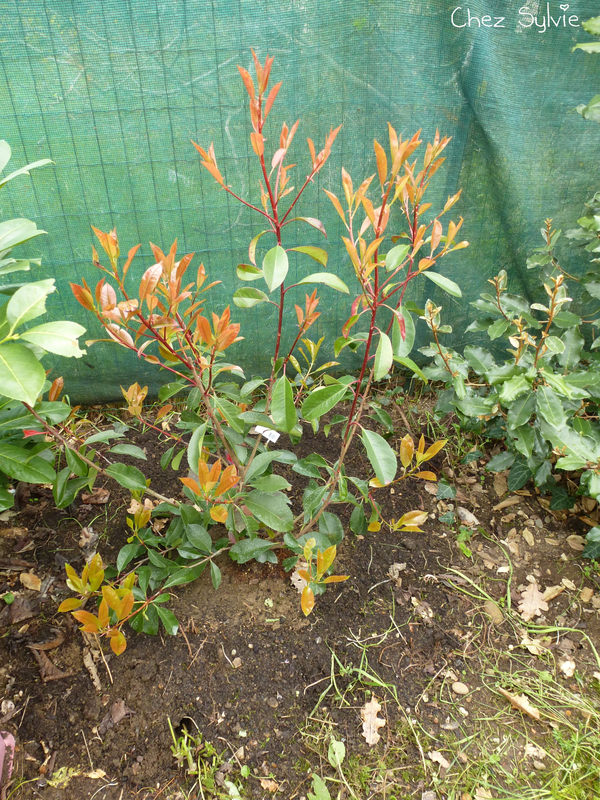 Au 19-03-19 photinia