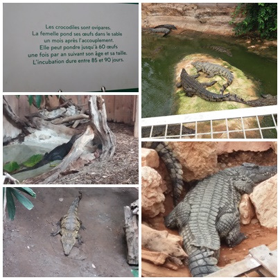 La ferme aux crocodiles (38)