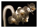 galerie_membre_fleur_orchidee_light_painting_orchidee