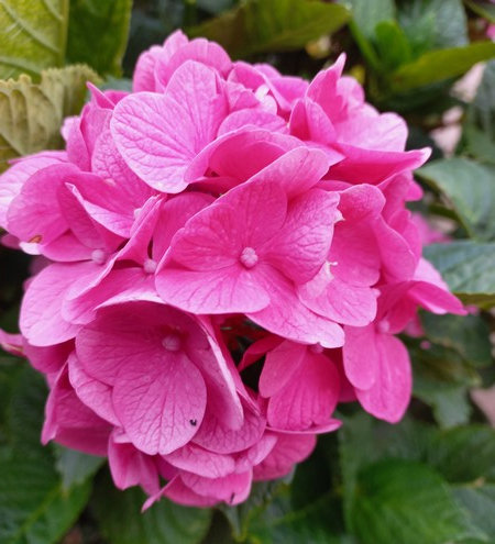 20210730_hortensia