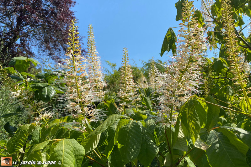 Aesculus-parviflora-2