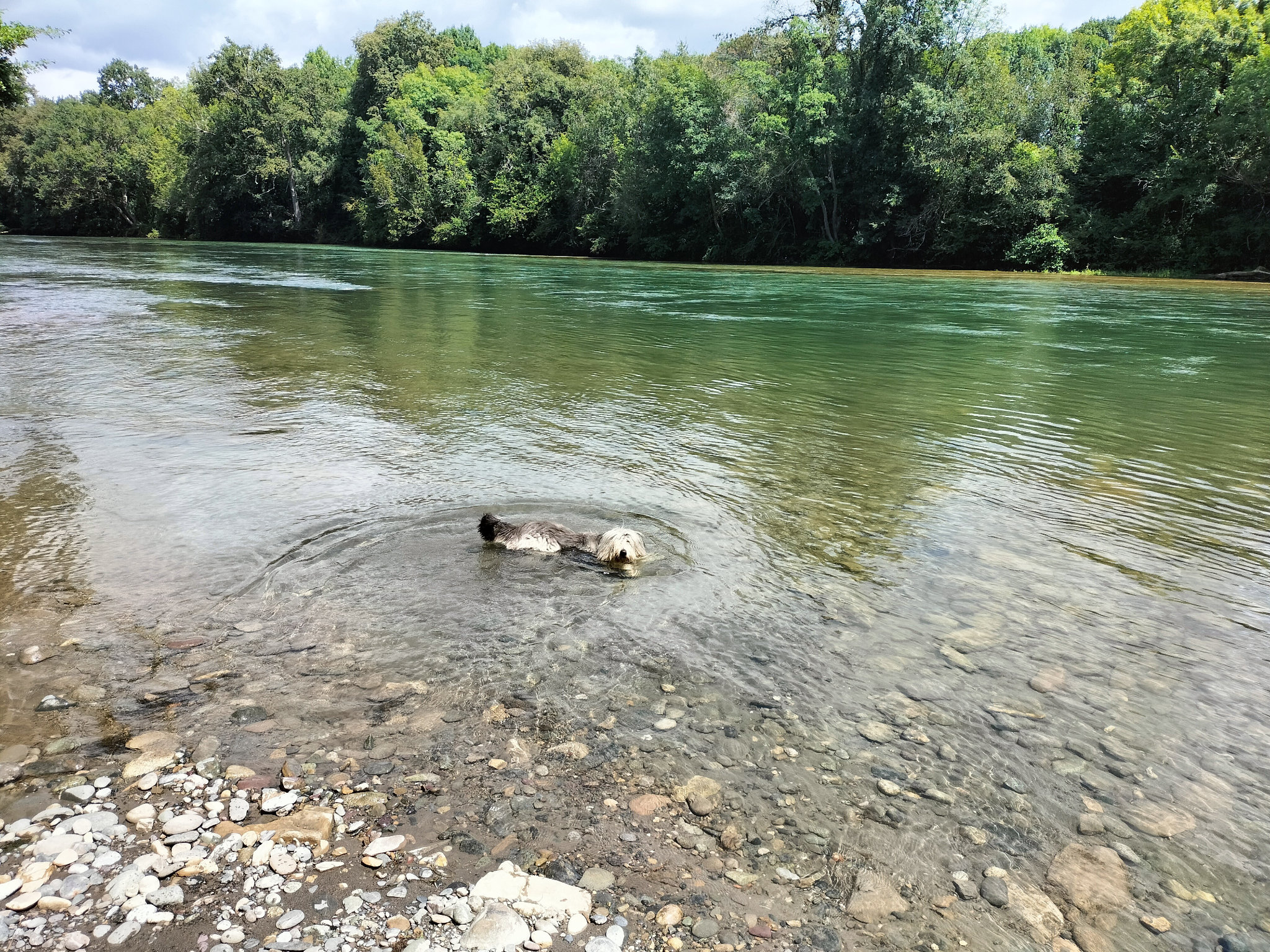 Siensienne dans le Gave, Viellenave-de-Navarrenx (64)