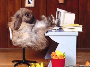 funny_wallpapers_rabbit_at_work