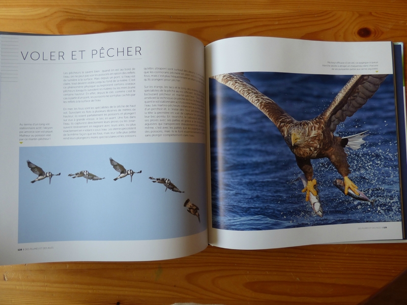 Des plumes et des ailes (3)
