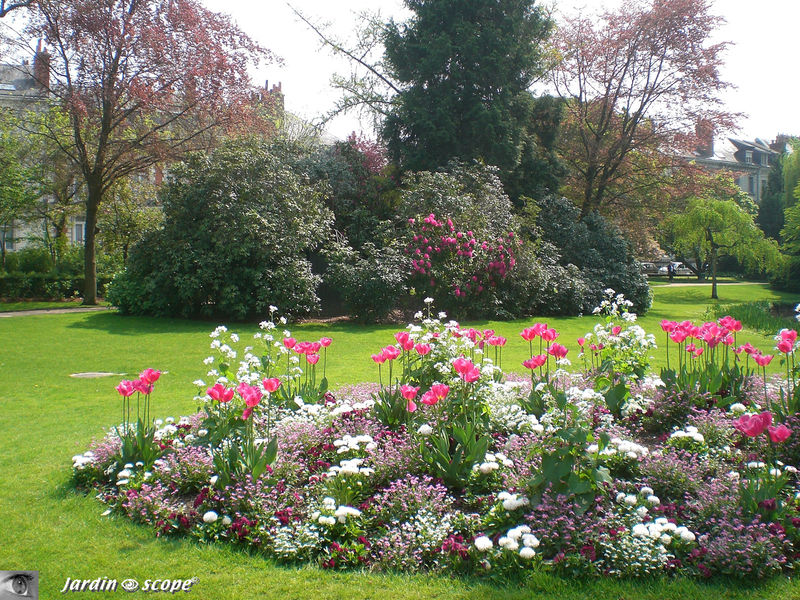 Massif de tulipes