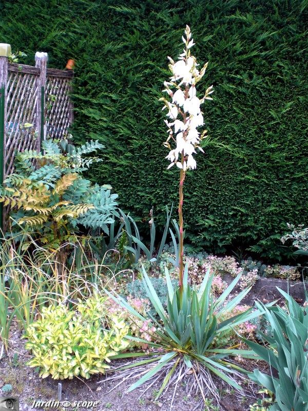Yucca dans la bordure du garage