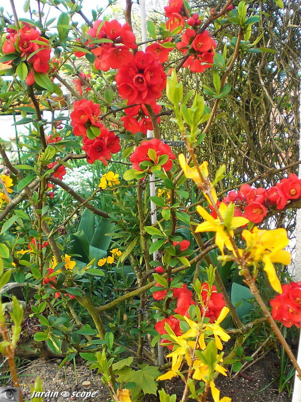 Chaenomeles japonica et Forsythia x intermedia 'Spectabilis'