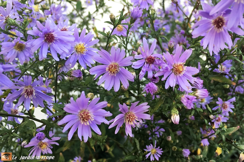 Aster-cordifolius-Blue-Heaven