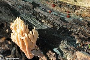 artomyces_pyxidatus