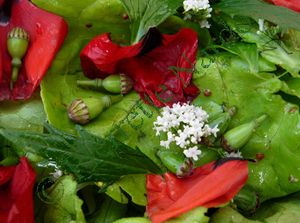 coquelicot_valeriane_salade_detail