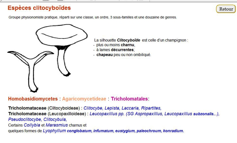 sil_clitocyboides