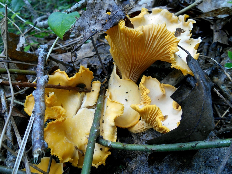 Bouquet de girolles communes...