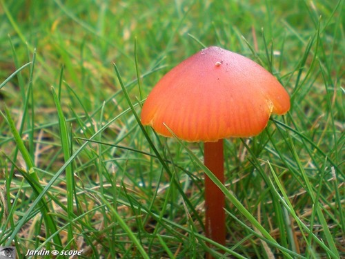 Hygrophore conique • Hygrocybe conica ou Hygrophorus conicus