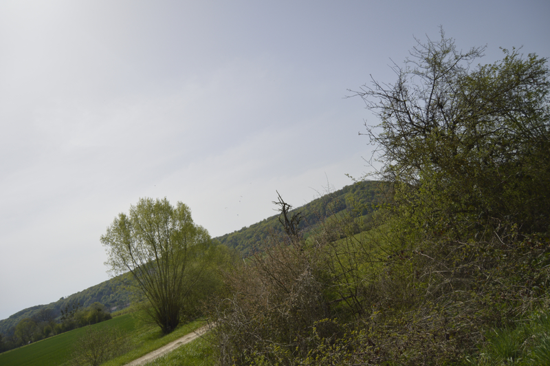 _DSC0088