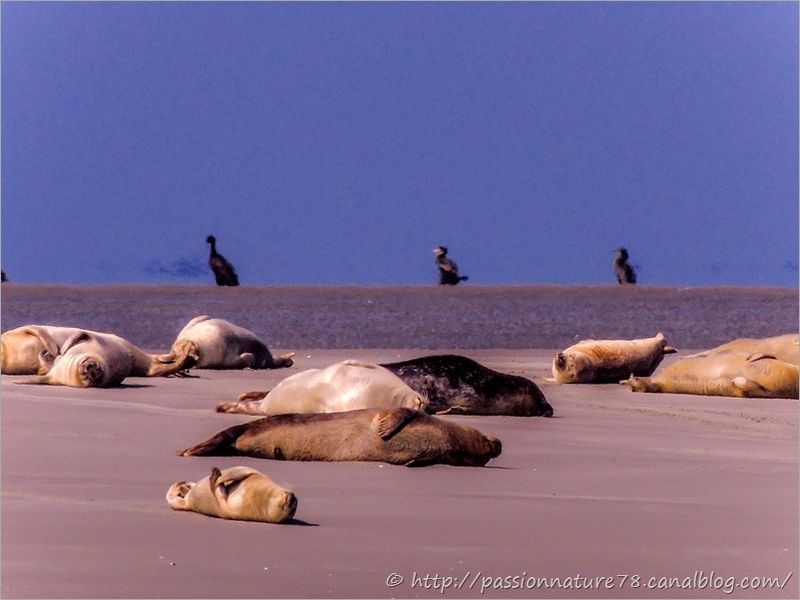 Phoques baie de Somme (10)